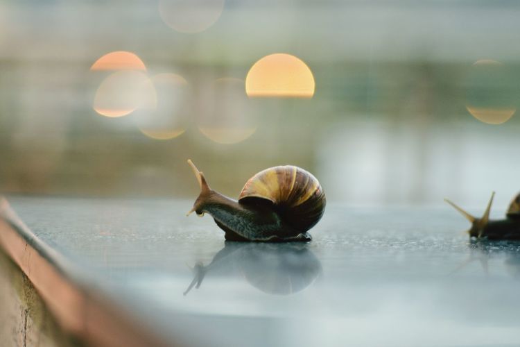 Close-up of snails on table