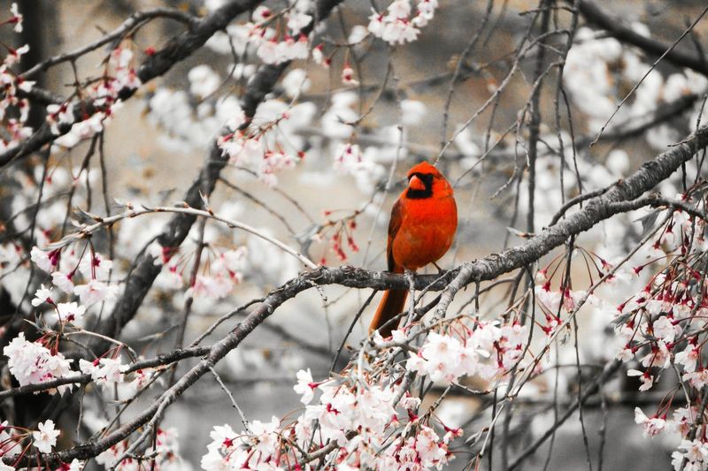 Red cardinal perching on white flowers branch