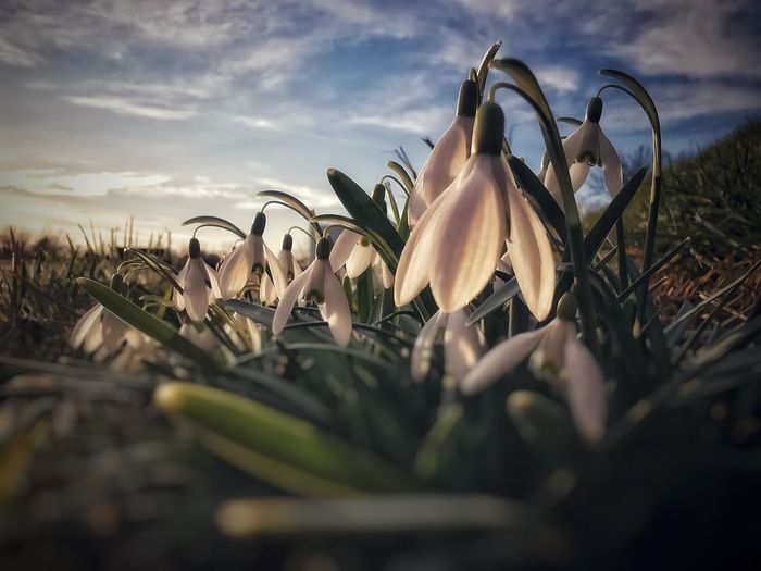Close-up of flowering plants on field against sky