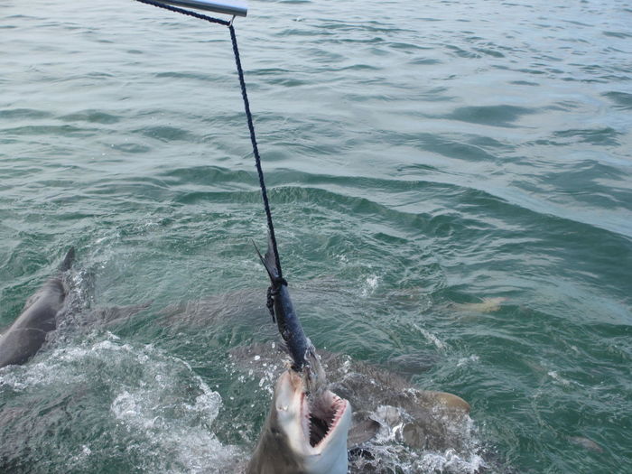 High angle view of sharks in sea