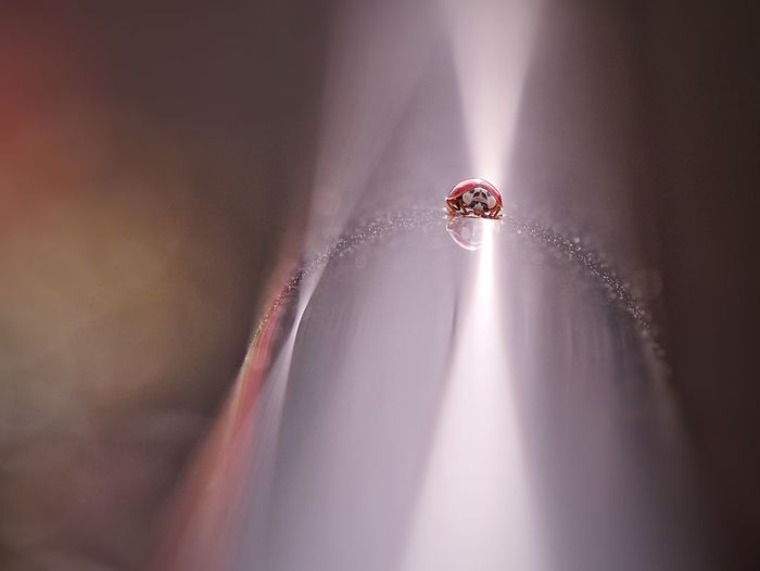 Red ladybird on steel railing