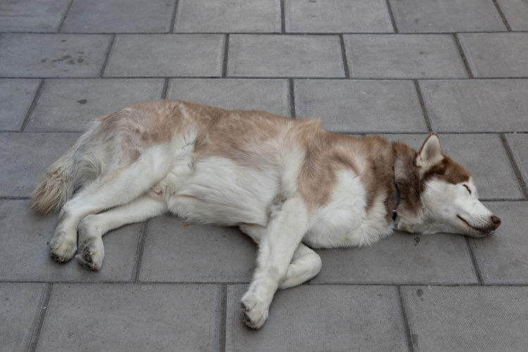 Dog asleep on the pavement outside the grand hotel in bristol on may 14, 2019