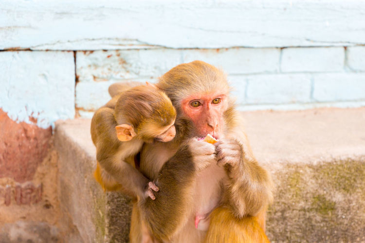 Monkey with infant outdoors