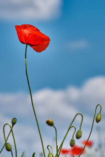 Close-up of red poppy flowers against blurred background