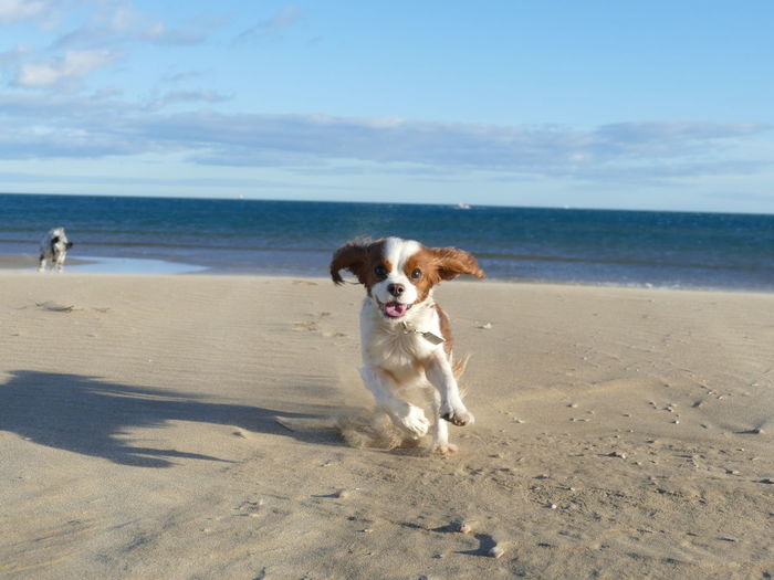 Cavalier king charles spaniel dog on beach