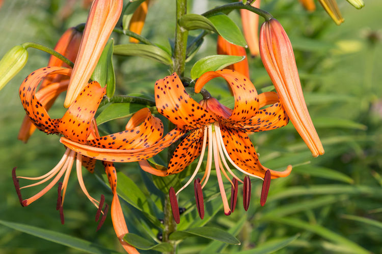 Close-up of orange lily on plant
