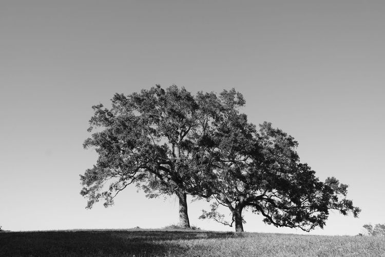 Tree on field against clear sky