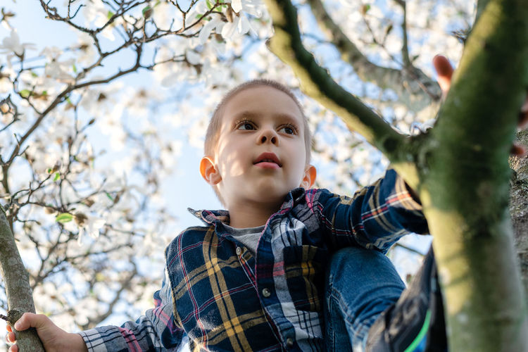 A boy climbs a blooming magnolia tree.