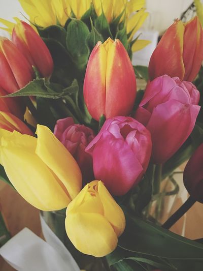 Close-up of multi colored tulips