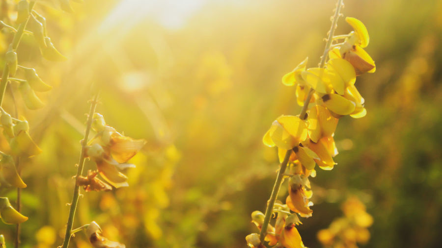 Close-up of yellow flowering plant in field