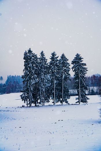 Pine trees on snow covered field against sky