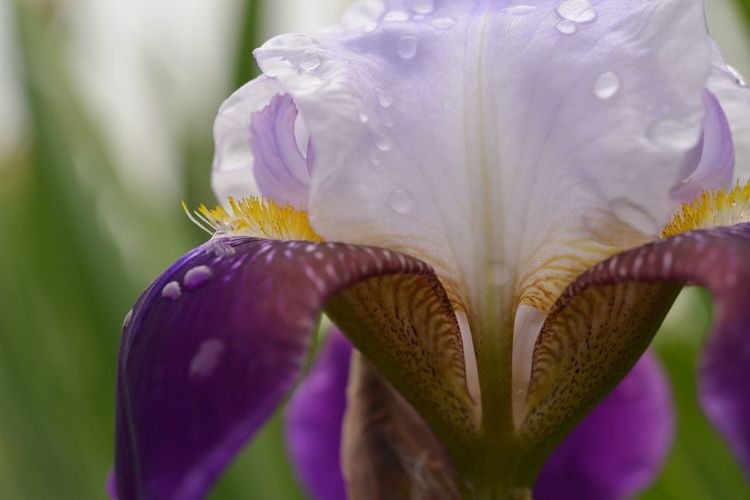 Close-up of fresh white and purple iris with raindrops