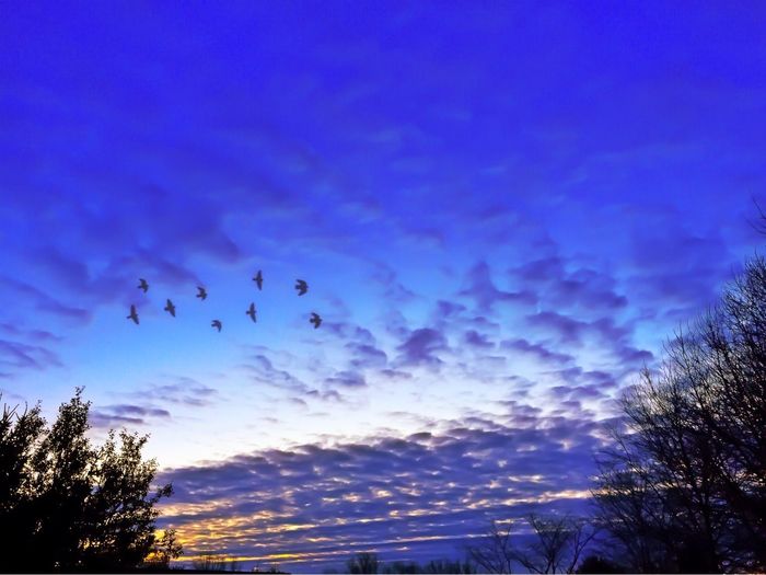 Low angle view of trees against sky
