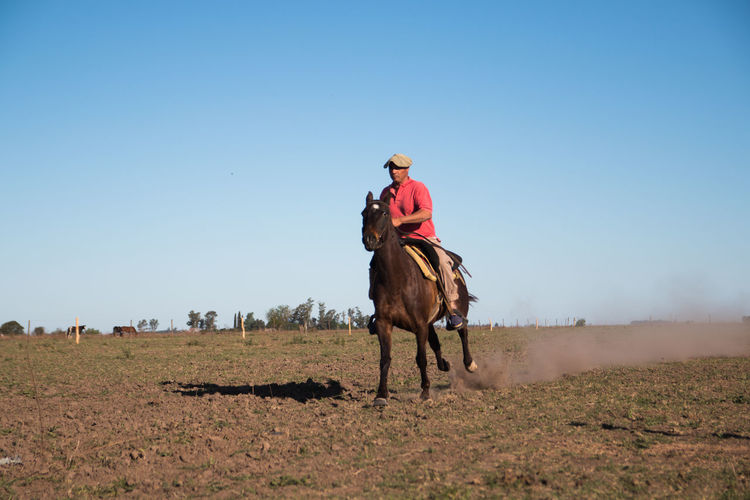 Argentinian gaucho riding horse