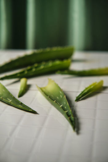 Pieces of green aloe vera segments placed on white table in bright room