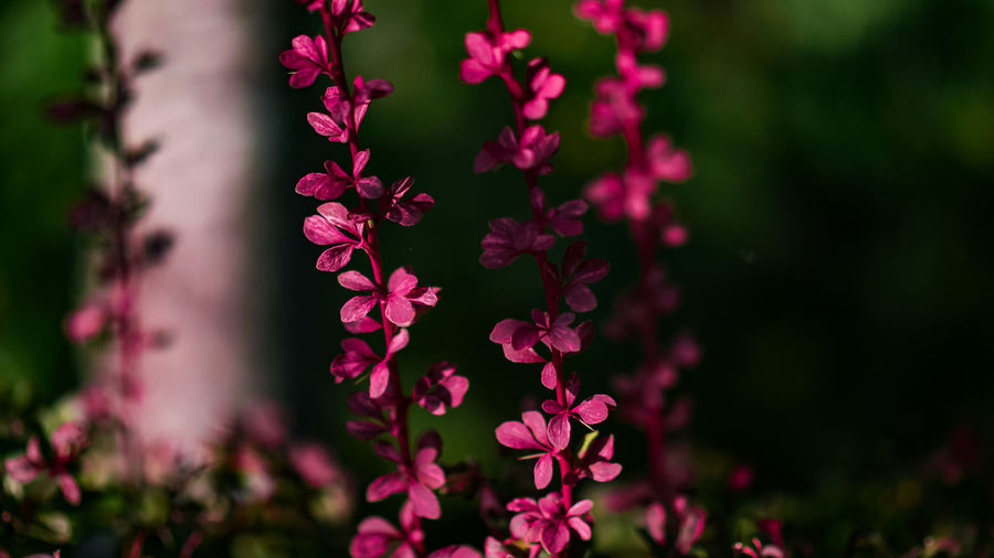 Close-up of pink flowering plant