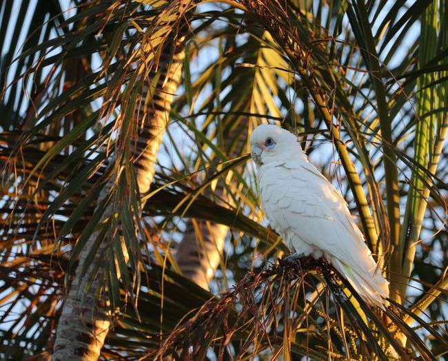 Low angle view of bird perching on branch
