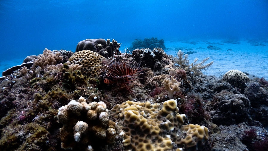 Red lionfish at isla verde