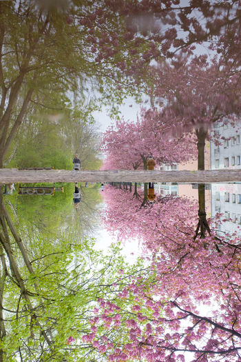 View of cherry trees by lake