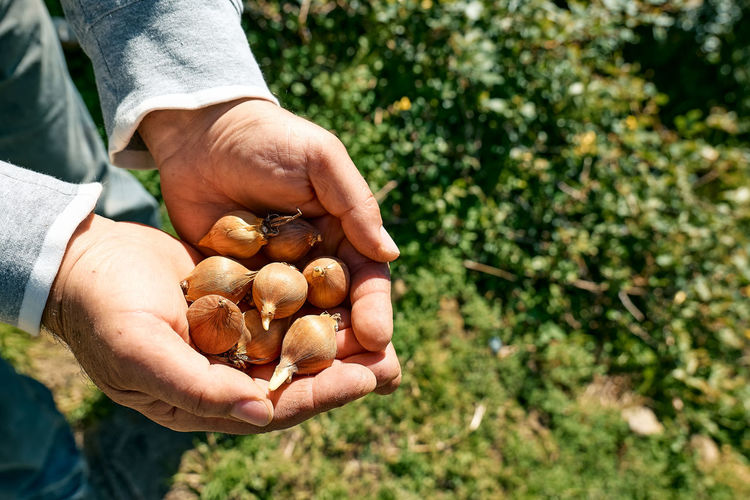Man holding flower bulbs in his hands. autumn or spring home gardening.