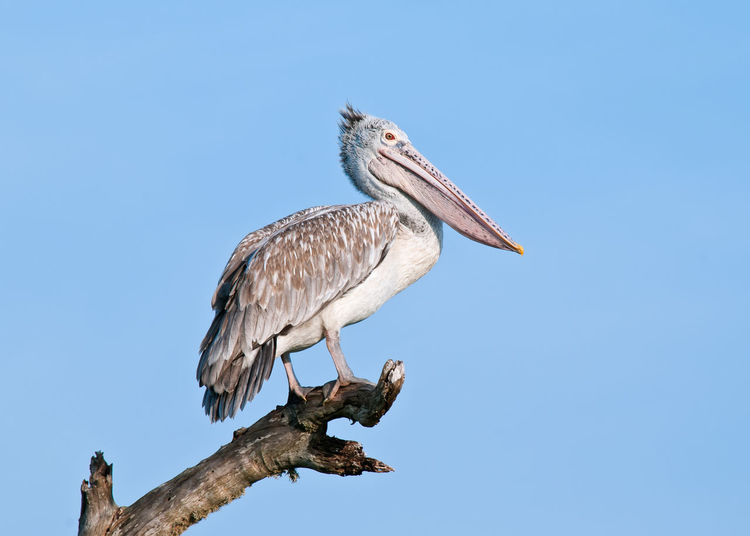 Low angle view of pelican perching on wood against clear sky