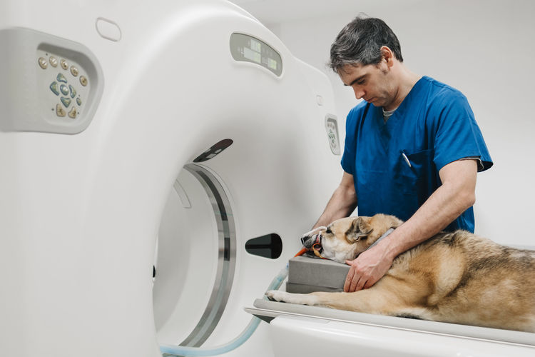 Side view of veterinary doctor in uniform standing near dog and preparing animal for tomography examination