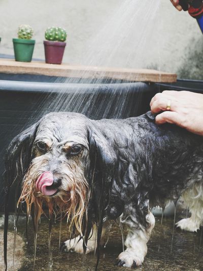 Woman cleaning dog at yard