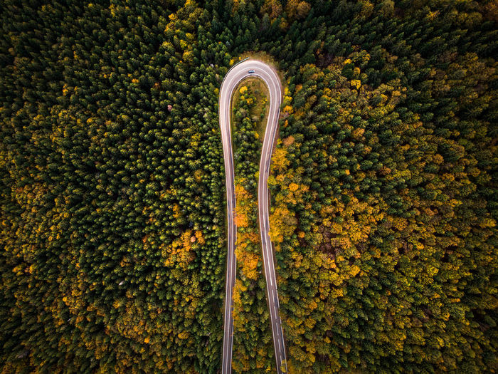 High angle view of a roadway through a forest
