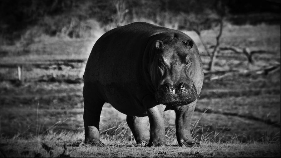 Hippopotamus standing on field