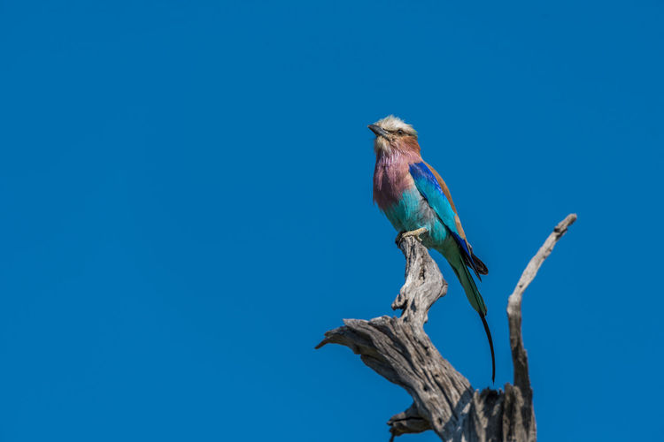 Low angle view of lilac-breasted roller perching on tree against clear blue sky