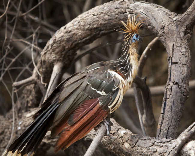 Closeup portrait of bizarre looking colorful hoatzin sitting on branch, bolivia.