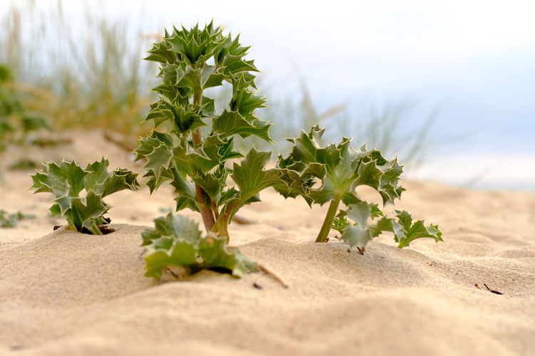Close-up of plant growing on land against sky