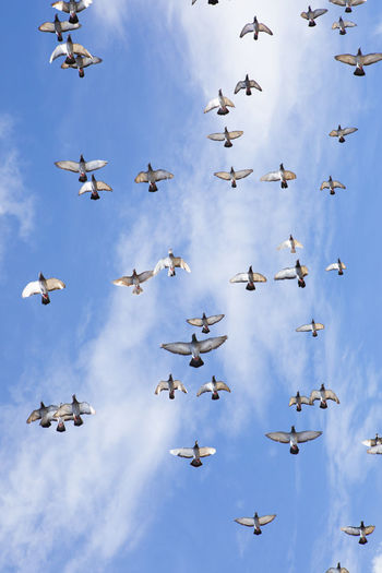 Low angle view of pigeons flying in sky