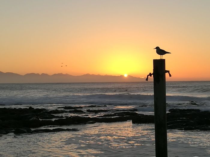 Seagull perching on wooden post in sea during sunset