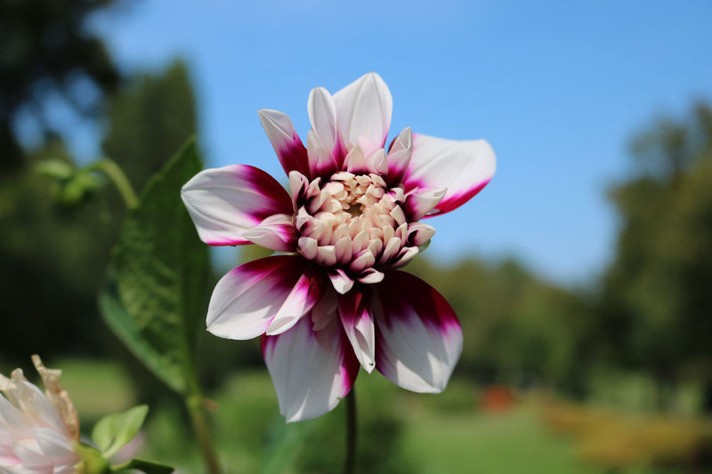 Close-up of pink flower
