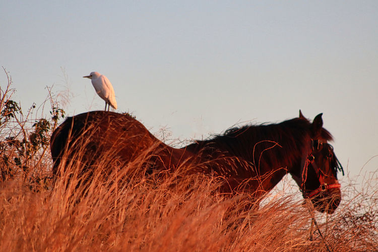 Heron perched on the back of an andalusian horse