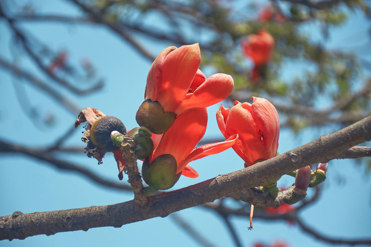 Low angle view of flowering plant on branch