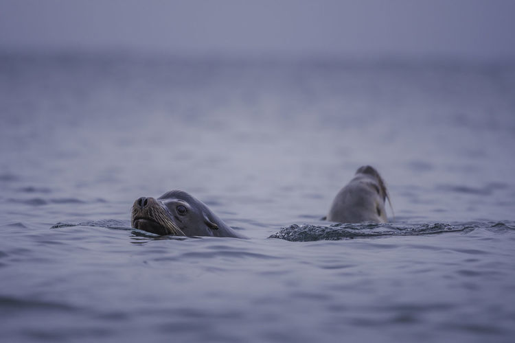 Sea lions swimming in vancouver island