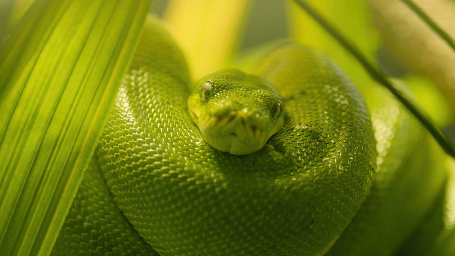 Close-up of greensnake and  leaves