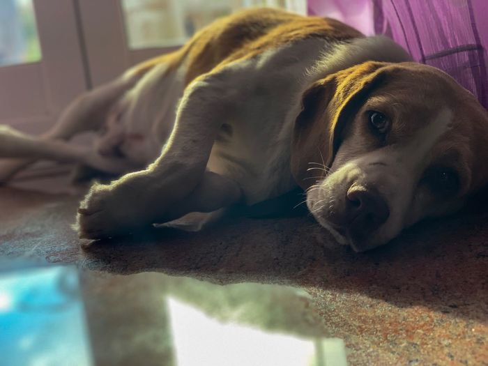 Close-up portrait of dog resting at home
