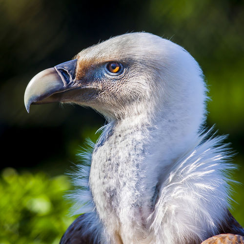 Close-up of vulture