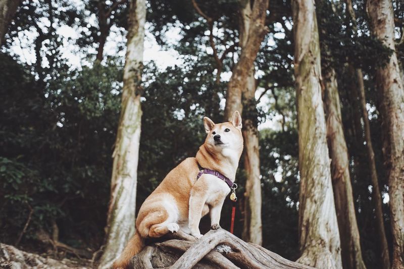 Low angle view of shiba inu sitting in forest