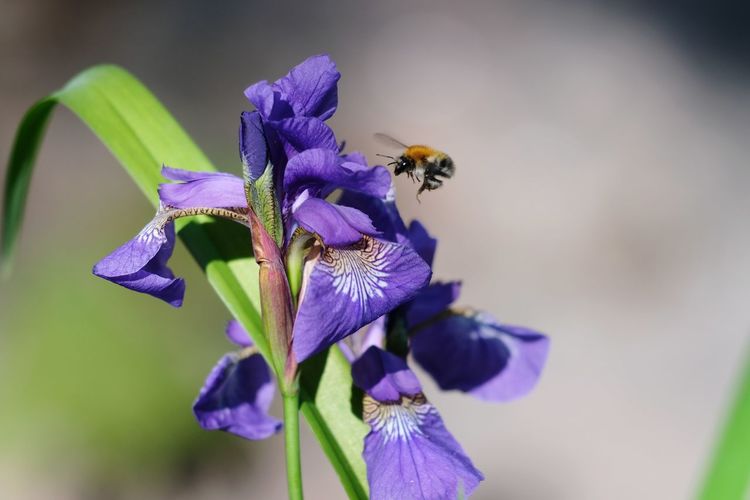 Close-up of bee pollinating on purple flower