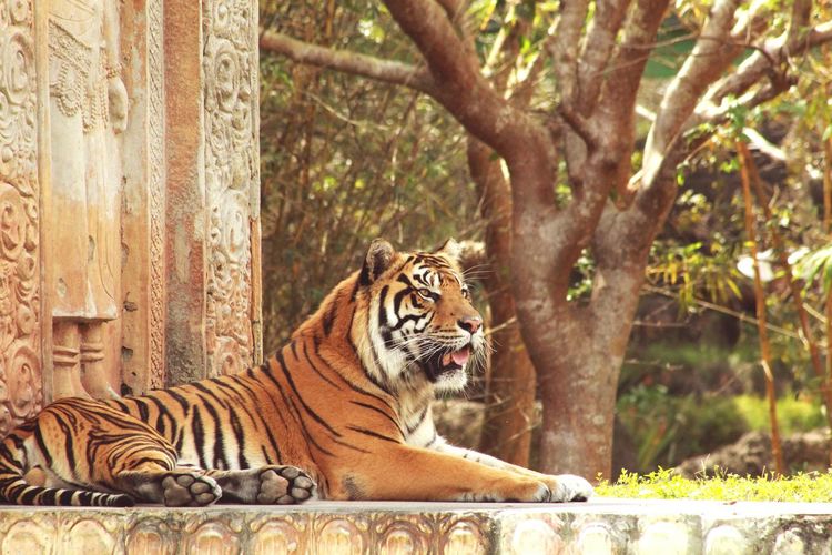Tiger relaxing at zoo