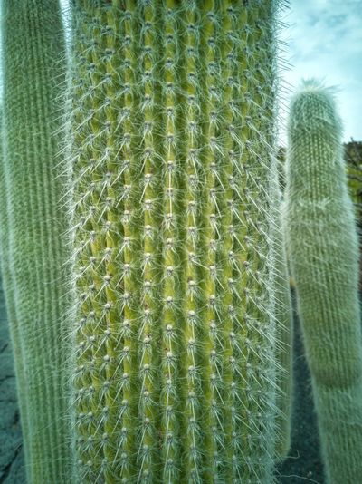 Close-up of succulent plant