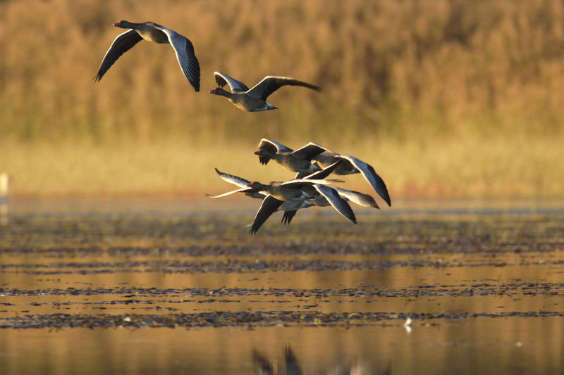 The greylag goose taking off from wetland