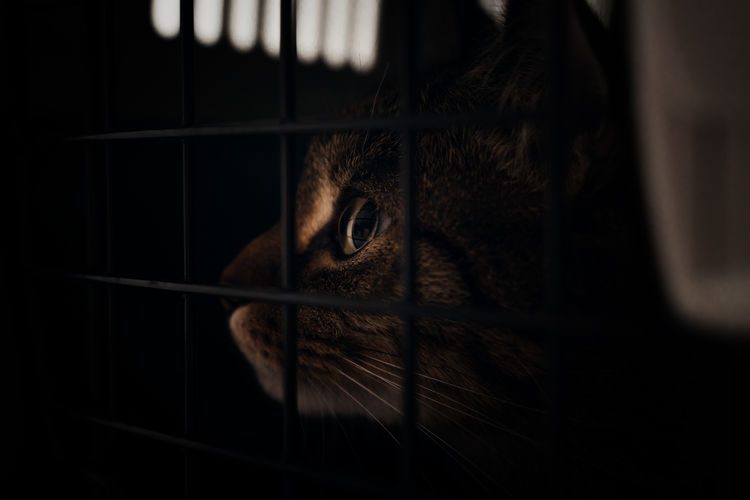 Cat is caged in a box for animal transport - trapped pet