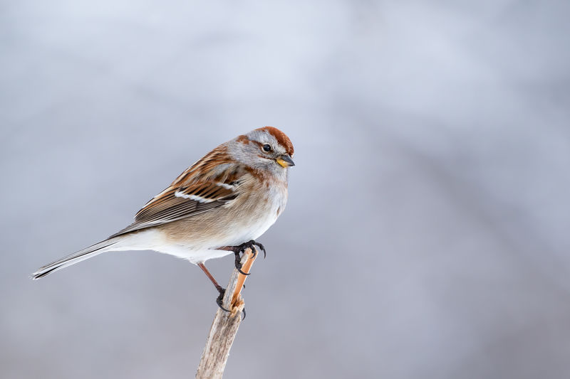 Close-up of bird perching outdoors