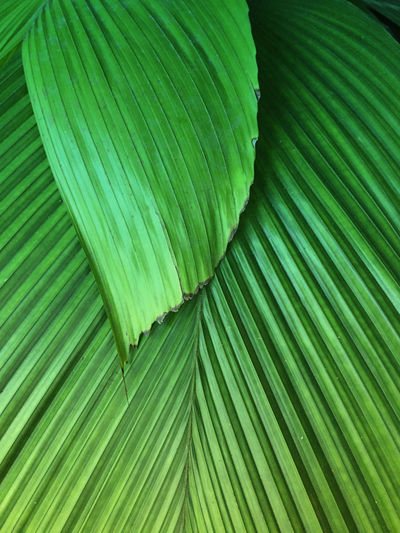 Full frame shot of palm leaves