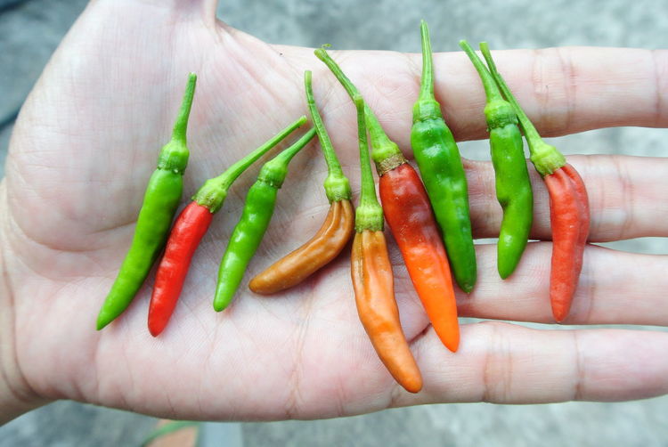 Cropped hand of person holding chili peppers